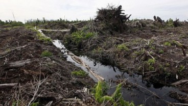 Pengembangan Food Estate Kalteng Masuk Kategori Fungsi Lindung dan Mangrove