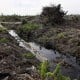 Pengembangan Food Estate Kalteng Masuk Kategori Fungsi Lindung dan Mangrove