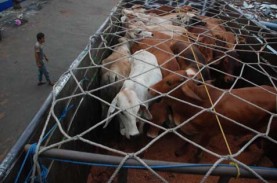 Pasokan Sapi Bakalan Turun, Impor Daging Beku Bisa…