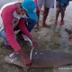 Seekor Dugong Terdampar di Pantai Sabu Raijua