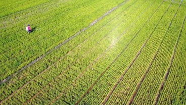 Subang Dapat Kuota 100.000 Hektare Sawah yang Siap Diasuransikan