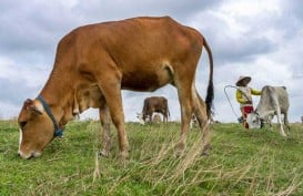 INDUSTRI PENGGEMUKAN SAPI : Masa Sulit Berlanjut