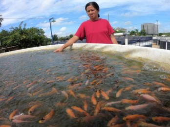 Peternak Ikan di Bali Mulai Pakai Sistem Bioflok