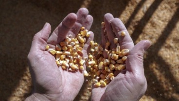 Balada Kenaikan Harga Jagung dan Dampaknya ke JPFA, CPIN, MAIN