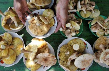 Penelitian Ungkap Jamur Punya Efek Antikanker