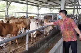 OPINI  : Lupakan Saja Swasembada Daging Sapi