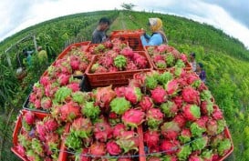 Buah Naga Merah Bantu Turunkan Kolesterol Tinggi