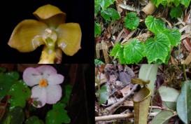 Yuk Mengenal 8 Spesies Baru Tumbuhan Unik Indonesia