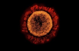 Cek Informasi Triple Mutan Virus Corona dari India
