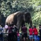 Libur Lebaran, 2.460 Pengunjung Datangi Taman Margasatwa Ragunan