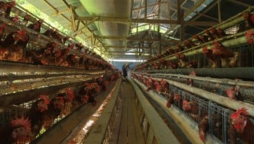 Harga Ayam Oke, Begini Rekomendasi untuk Emiten Unggas