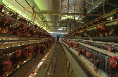 Harga Ayam Oke, Begini Rekomendasi untuk Emiten Unggas
