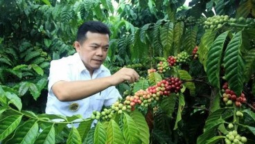 Aman! Kopi Robusta Merangin Kantongi Sertifikat Indikasi Geografis