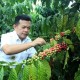 Aman! Kopi Robusta Merangin Kantongi Sertifikat Indikasi Geografis