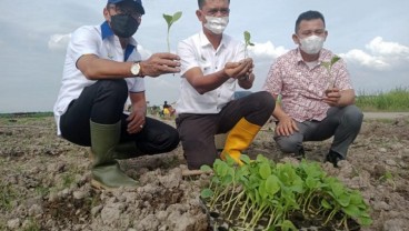 PTPN 2 Mulai Tanam Tembakau di Deli Serdang