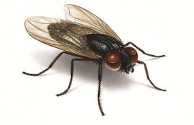 Ribuan Lalat Ganggu Warga Koto Tingga, Ternyata Ini Sebabnya