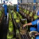 Aduh! Ada Pedagang Jual Tabung LPG Melon secara Ilegal di Singkawang