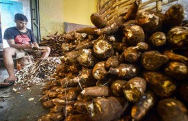 Indonesia Amankan Akses Ekspor 165.000 Ton Singkong ke Uni Eropa