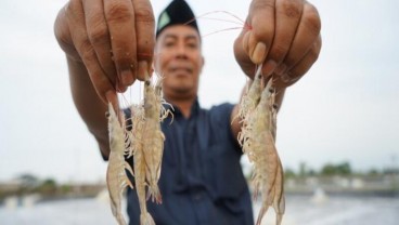 Pemkab Pasuruan Dorong Petambak Udang Manfaatkan Teknologi Intensif