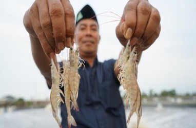 Pemkab Pasuruan Dorong Petambak Udang Manfaatkan Teknologi Intensif