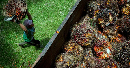 Pekerja memanen kelapa sawit di Desa Rangkasbitung Timur, Lebak, Banten, Selasa (22/9/2020). ANTARA FOTO/Muhammad Bagus Khoirunas