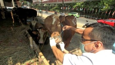 Harga Sapi Kurban di Jatim Bakal Melonjak Sampai Rp4,5 Juta/Ekor