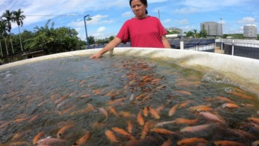 Benih Ikan dari Belumai Bengkulu Dipasarkan Hingga Jambi