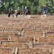 Kemarau Basah Tak Surutkan Minat Petani Temanggung Menanam Tembakau