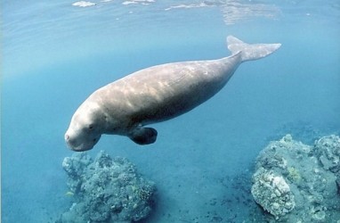 Mengenal Dugong, Keistimewaannya, dan Jumlahnya di Indonesia