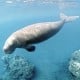 Mengenal Dugong, Keistimewaannya, dan Jumlahnya di Indonesia