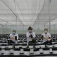 Konsep Smart Farming untuk Petani Milenial Terbukti Sukses Panen Melon dan Paprika