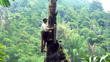 Gula Aren Diminati, Temanggung Galakkan Penanaman Pohon Enau
