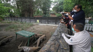 Kebun Binatang Surabaya Kembali Bergeliat