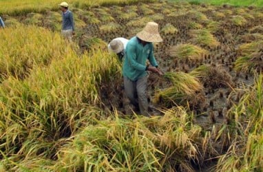 Jasindo Membayarkan Klaim Asuransi Pertanian 114,47 Hektare