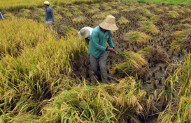 Jasindo Membayarkan Klaim Asuransi Pertanian 114,47 Hektare
