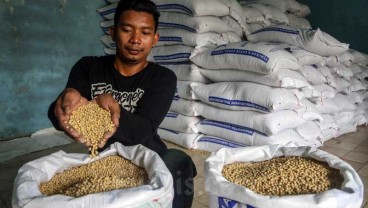 Harga Kedelai Impor Mulai Turun 