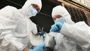 China Laporkan Kasus Pertama Virus Flu Burung pada Manusia