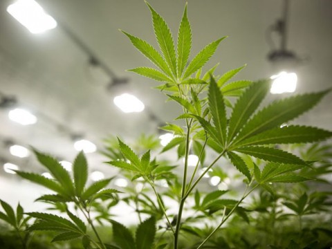 Tanaman ganja atau mariyuana/Bloomberg-Chris Roussakis
