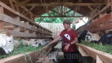 Populasi Domba di Purwakarta Nyaris 7 Juta Ekor