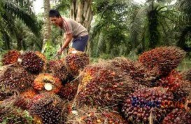 Malaysia Lockdown, Harga Sawit Riau Turun Hingga Rp102,26 per Kg