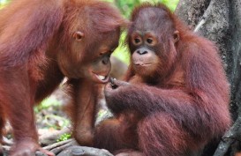 Lepasliarkan 7 Orangutan di TN Bukit Baka Bukit Raya, Ini Kata KLHK