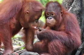 Lepasliarkan 7 Orangutan di TN Bukit Baka Bukit Raya,…