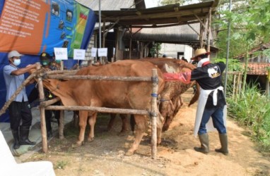 Lamongan Mengembangkan Sapi Belgian Blue