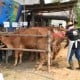 Lamongan Mengembangkan Sapi Belgian Blue