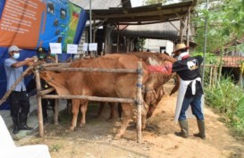 Lamongan Mengembangkan Sapi Belgian Blue