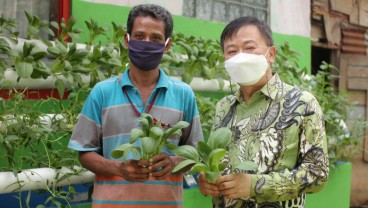 Petani Binaan Korindo Panen Sayuran Hidroponik 