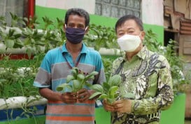 Petani Binaan Korindo Panen Sayuran Hidroponik 