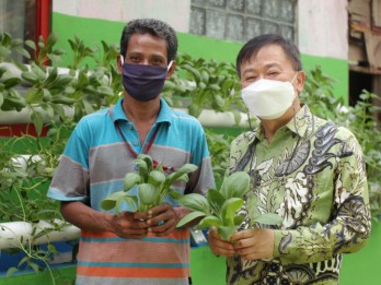 Petani Binaan Korindo Panen Sayuran Hidroponik