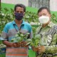 Petani Binaan Korindo Panen Sayuran Hidroponik 