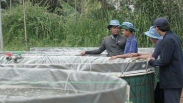 Mengintip Pelatihan Budi Daya Ikan Petani Milenial